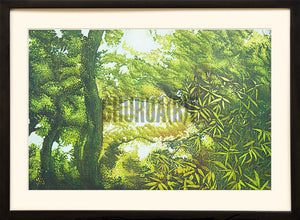 Scene of a Forest
