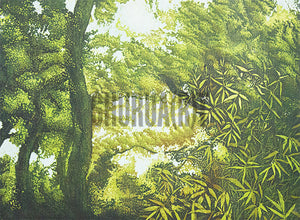 Scene of a Forest