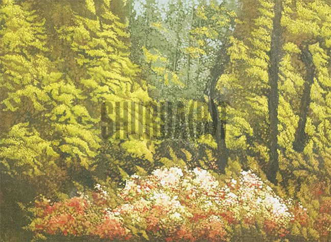 Scene of a Forest