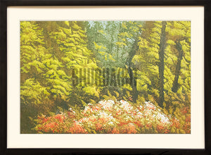 Scene of a Forest